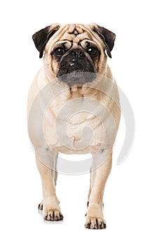 Adult pug isolated on white