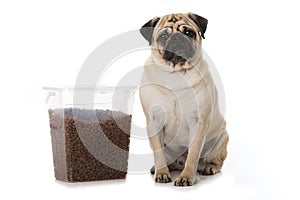 Adult pug with pet food sitting on white background