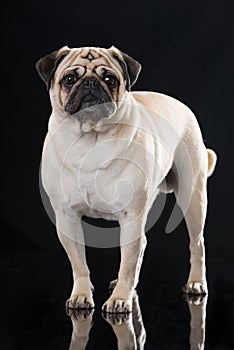 Adult pug isolated on black