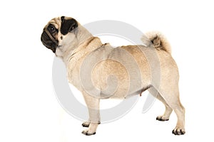 Adult pug standing seen from the side