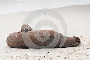 Adult and pup Galapagos sea lions asleep