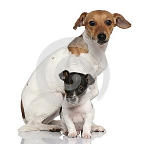 Adult and puppy Jack Russell Terrier sitting