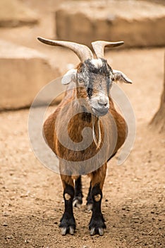Adult Pygmy Goat