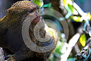 Adult Pygmy marmoset Cebuella pygmaea