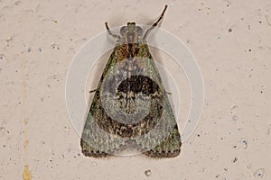 Adult Pyralid Snout Moth photo