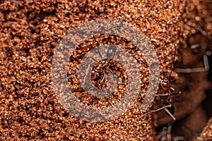 Adult Pyramid Ants