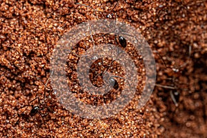 Adult Pyramid Ants