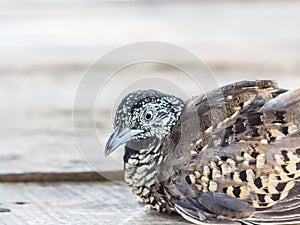 Adult quail on wood selective focus