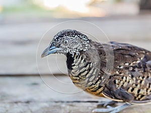 Adult quail on wood selective focus