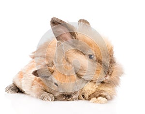 Adult rabbit hugging a newborn bunny. isolated on white