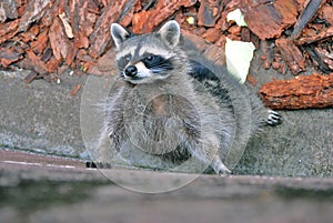 Adult racoon portrait.