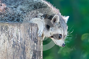 Adult racoon on a tree