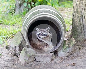 Adult racoon on a tree