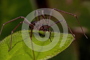 Adult Recluse Spider