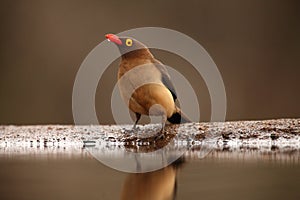 Adult red-billed oxpecker Buphagus erythrorhynchus sits on the edge of small lake with drop of water on the beak after drinking