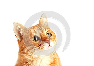 Adult red cat isolated on white background, cat`s muzzle.