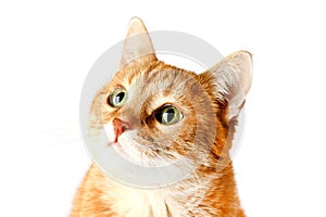 Adult red cat isolated on white background, cat`s muzzle.