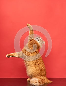 Adult red cat jumps and pulls its paws up on a red background
