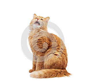 Adult red cat sits on a white background, animal has an open mouth, looking up