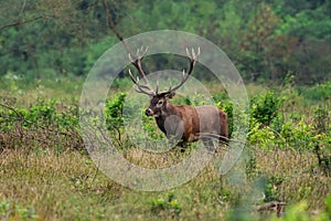 Adult red deer stag in Autumn Fall forest