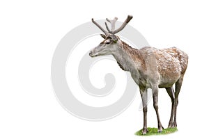 Adult red deer stag looking aside in spring nature isolated on white