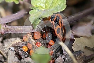 An adult red fire beetle with many small young children fire beetles