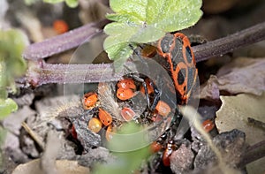 An adult red fire bug, latin Pyrrhocoridae, with many small young children in the grass