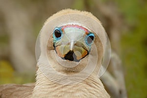 Adult Red-footed Booby