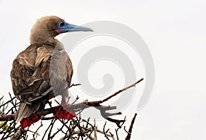 An adult red footed booby with space