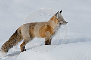 Adult Red Fox