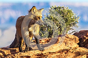 Adult Red Fox