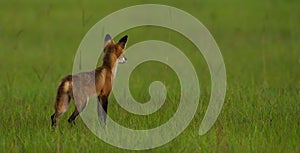 An adult red fox scouting a pasture field
