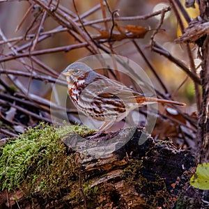 Adult Red fox sparrow (Passerella iliaca) perched on a dead tree stump in the forest during migration in autumn.