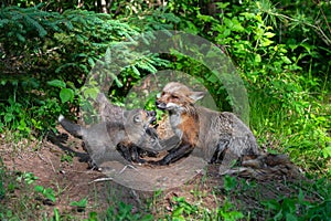 Adult Red Fox Vulpes vulpes Has Interaction with Kits at Den Summer