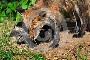 Adult Red Fox Vulpes vulpes and Kit Interaction Summer