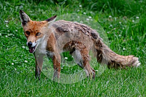 Adult red fox, vulpes vulpes, with spring moult fur