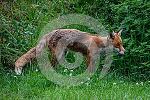 Adult red fox, vulpes vulpes, with spring moult fur