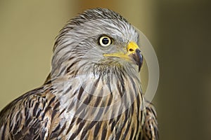 An adult red kite Milvus milvus rescued and resting in a wildlife rescue center.
