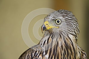 An adult red kite Milvus milvus rescued and resting in a wildlife rescue center. Perched and trying to recover from its wounds.