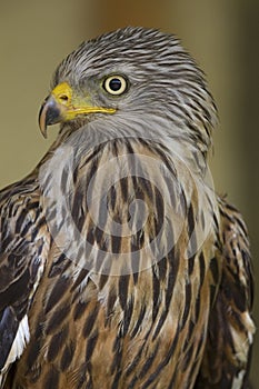 An adult red kite Milvus milvus rescued and resting in a wildlife rescue center. Perched and trying to recover from its wounds.