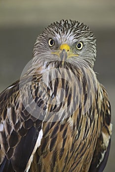 An adult red kite Milvus milvus rescued and resting in a wildlife rescue center. Perched and trying to recover from its wounds.