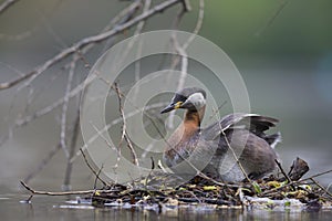 A adult red-necked grebe breeding on its floating nest in a city pond in the capital city of Berlin Germany.