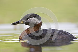 A adult red-necked grebe Podiceps grisegena swimming and foraging in a city pond in the capital city of Berlin Germany.