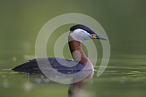 A adult red-necked grebe Podiceps grisegena swimming and foraging in a city pond in the capital city of Berlin Germany.