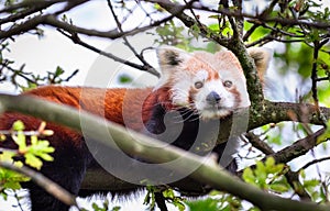 Red panda Ailurus fulgens resting in a tree photo