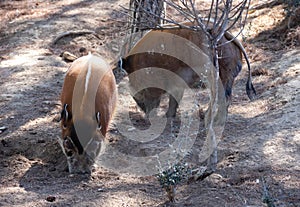 Adult red river hogs walking and digging ground in forest