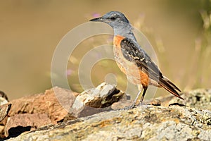 Adult red rocker on the rocks photo