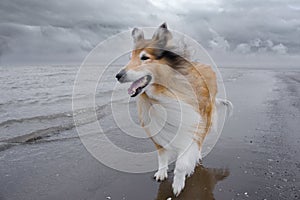 An adult red rough collie is walking along on the beach.