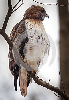 Adult redtail hawk perched in a tree.