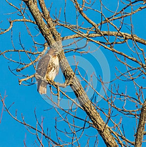 Red-tailed hawk perches in a tree as it looks alertly to the right photo